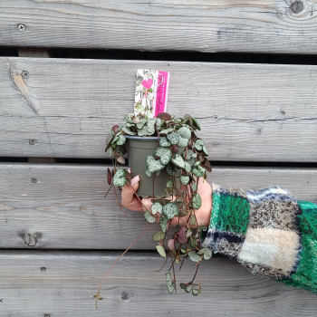 Ceropegia woodii (Lampášik) ´SILVER GLORY´ - kont. P11,  výška ø10 cm